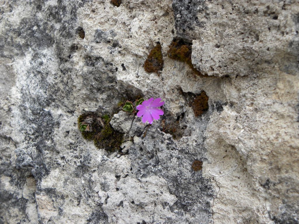 Primula tyrolensis